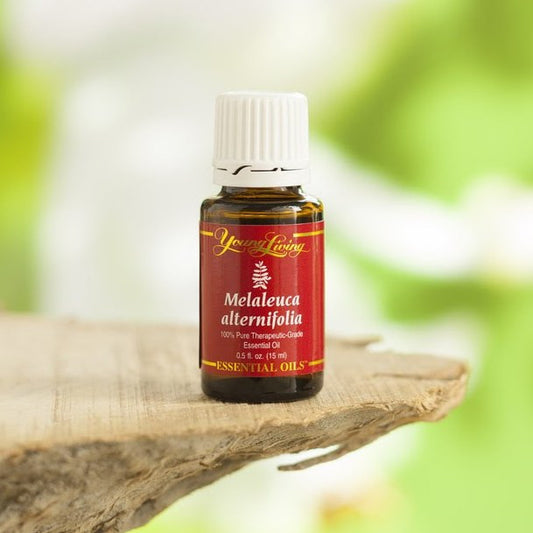 So what is Melaleuca alternifolia?