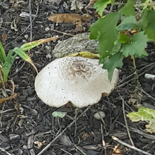 Behold the Power of the Mushroom