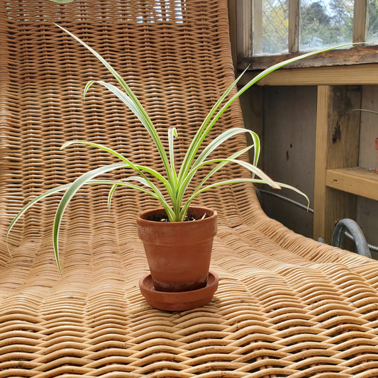 Spider Plant-Garden-in2ition mercantile