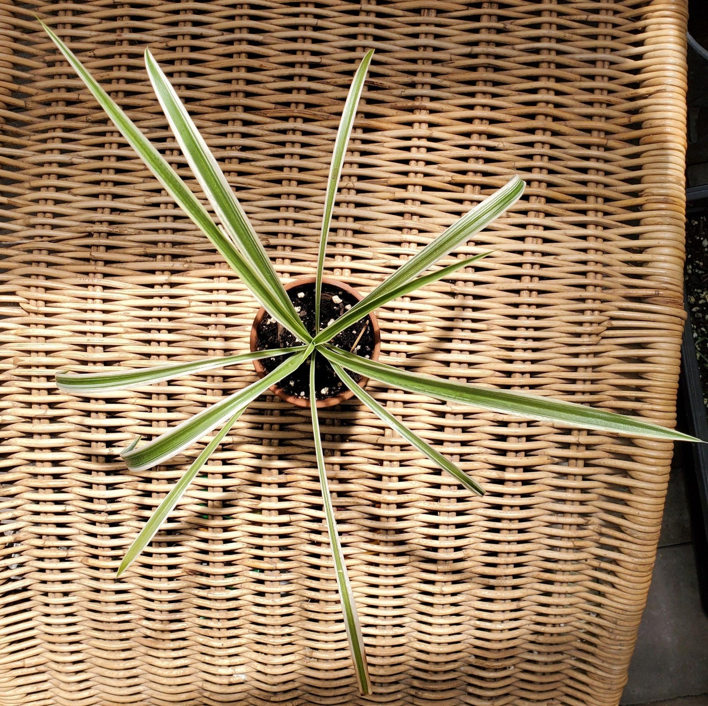 Spider Plant-Garden-in2ition mercantile