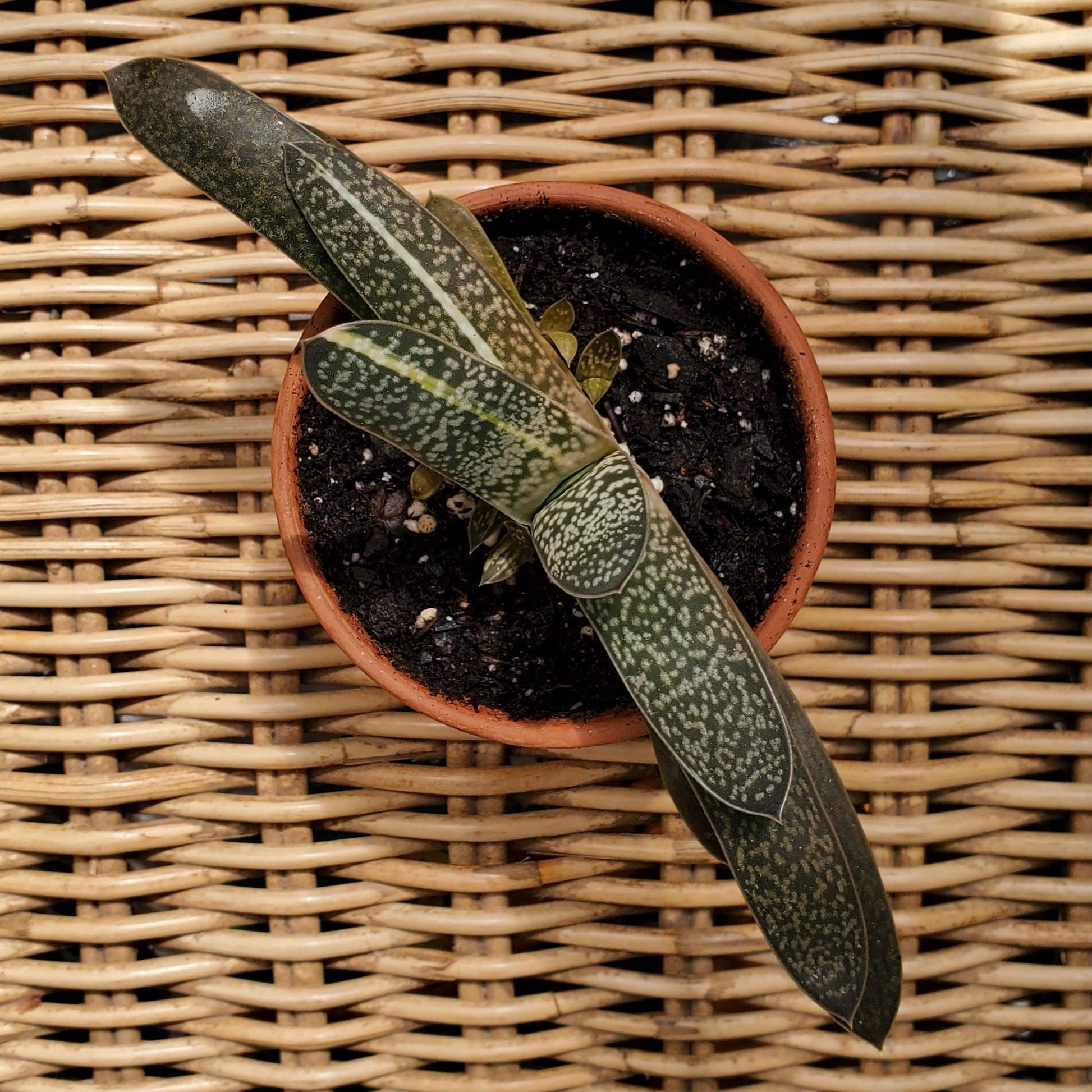 Cattle Tongue Plant-Garden-in2ition mercantile