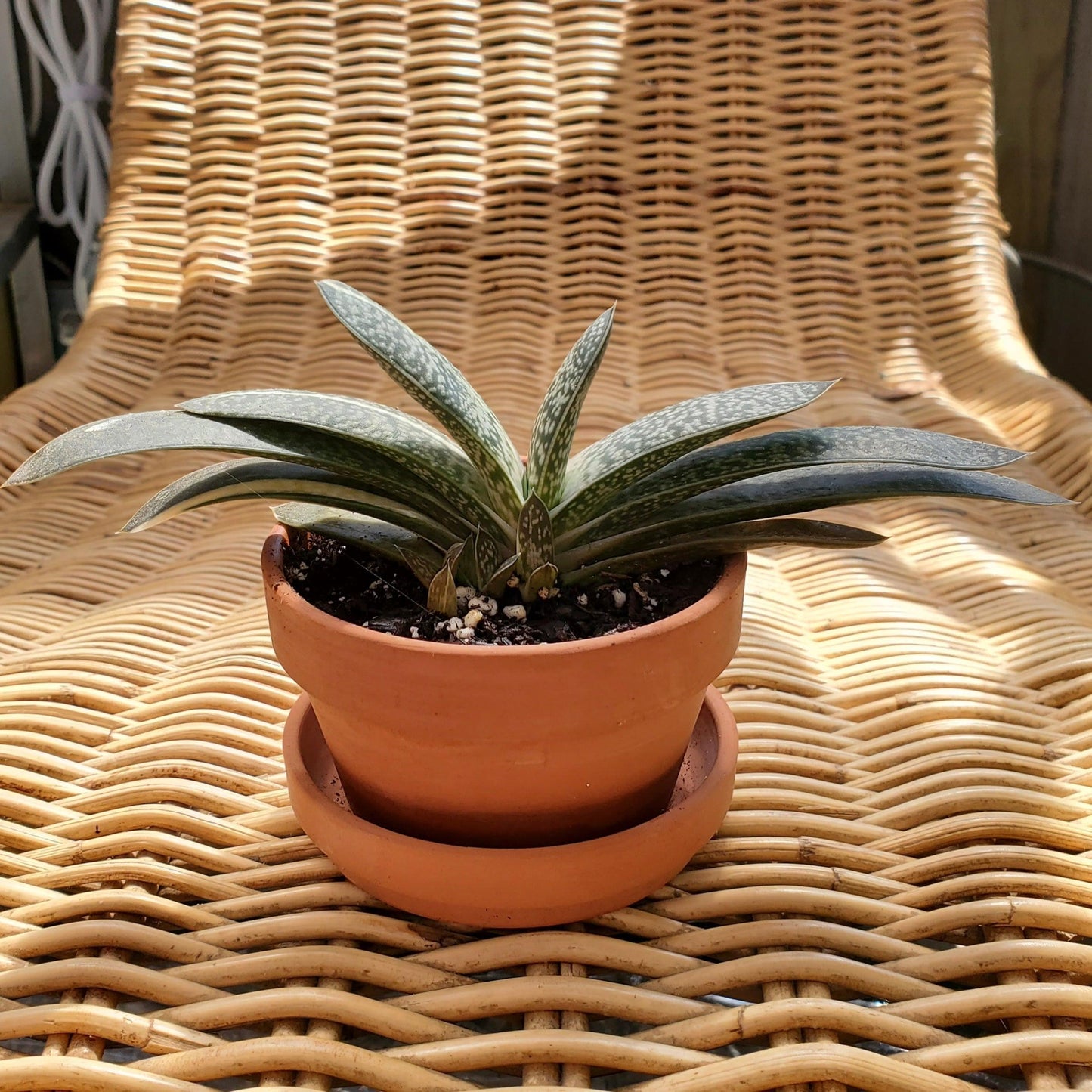 Cattle Tongue Plant-Garden-in2ition mercantile