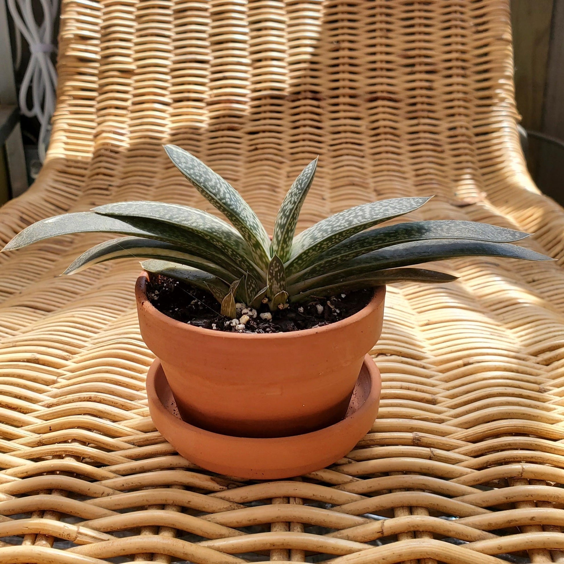 Cattle Tongue Plant-Garden-in2ition mercantile