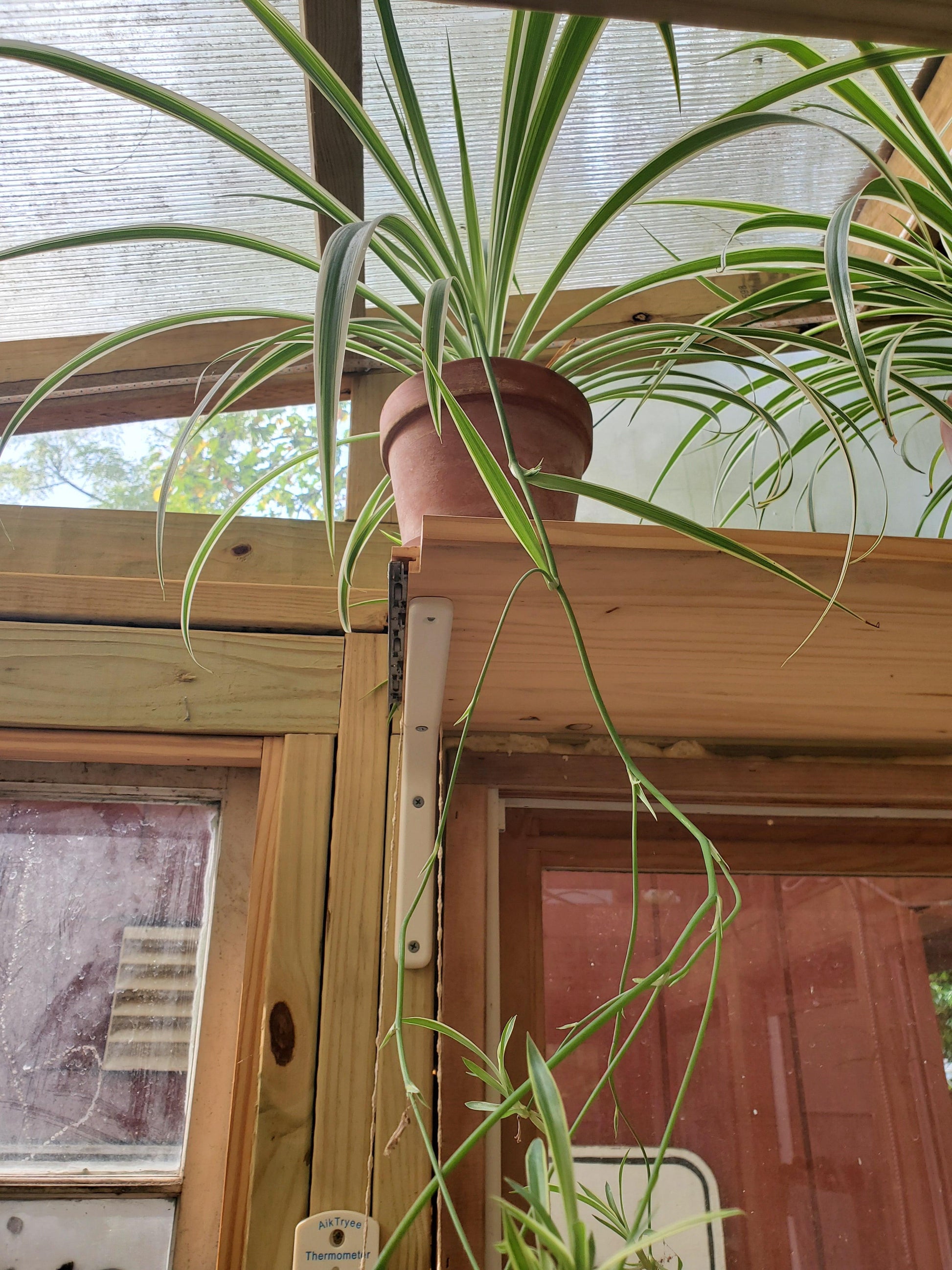Spider Plant-Garden-in2ition mercantile