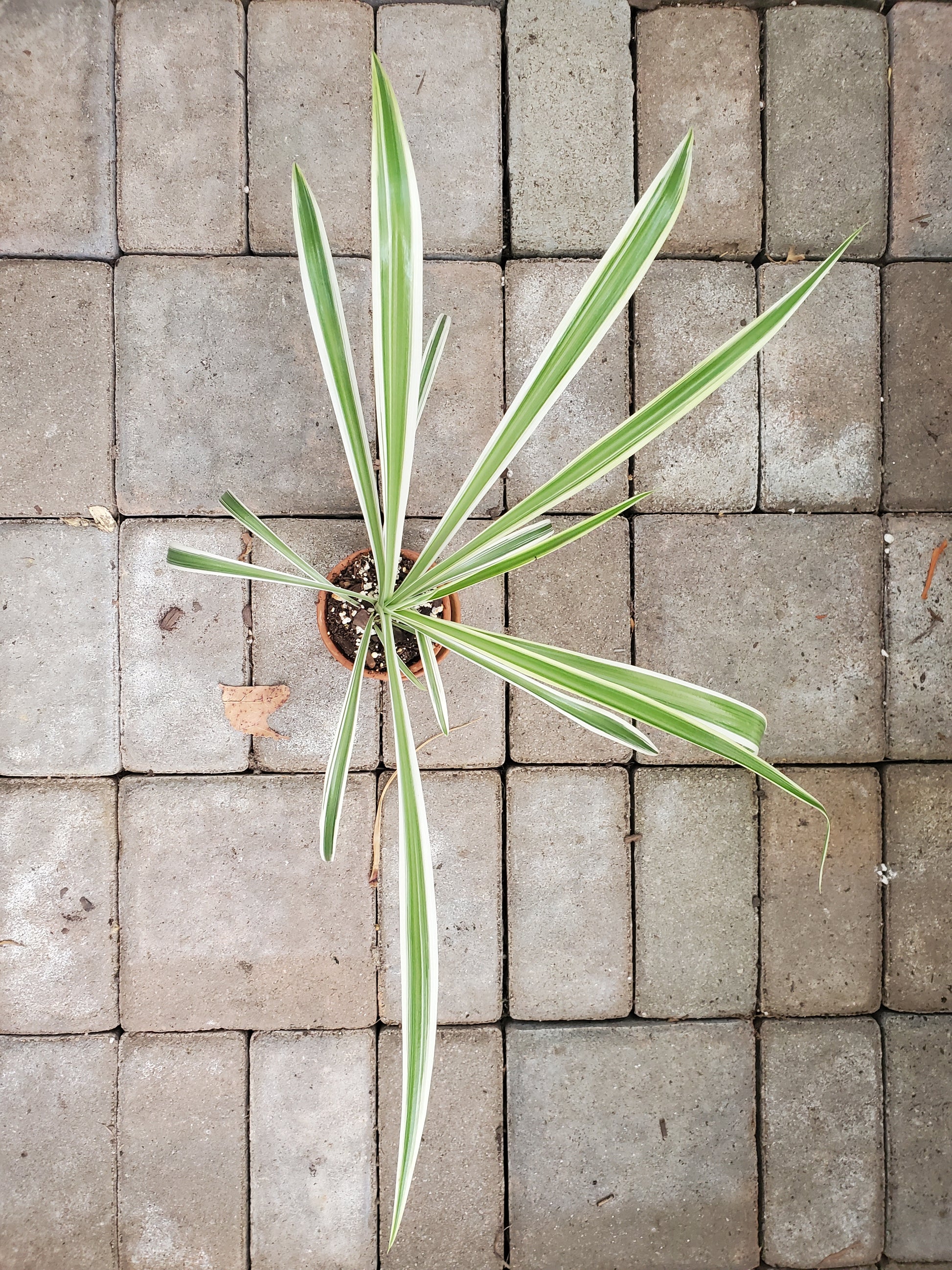 Spider Plant-Garden-in2ition mercantile