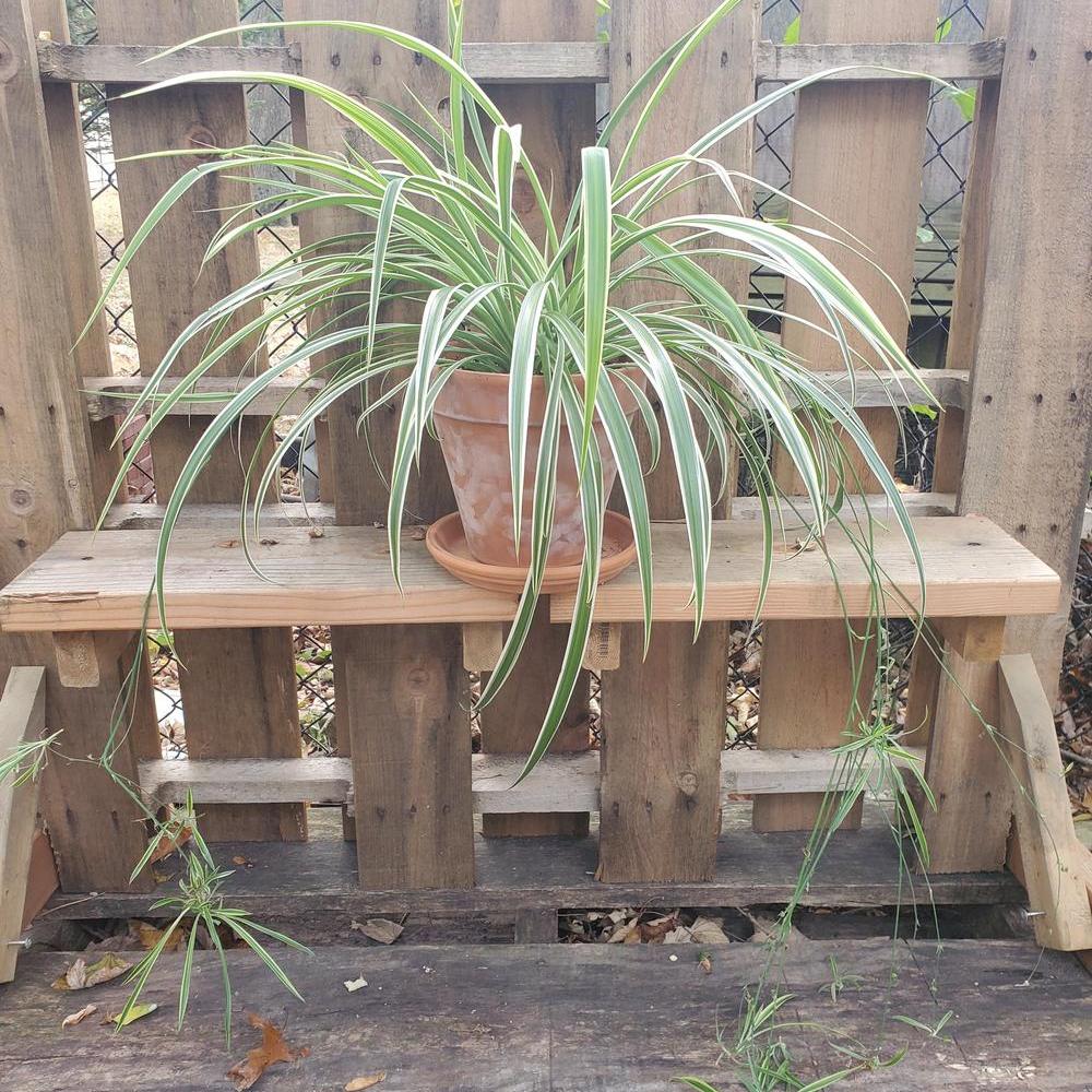 Spider Plant-Garden-in2ition mercantile
