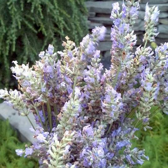 Apothecary Flowers-Gourmet-in2ition mercantile