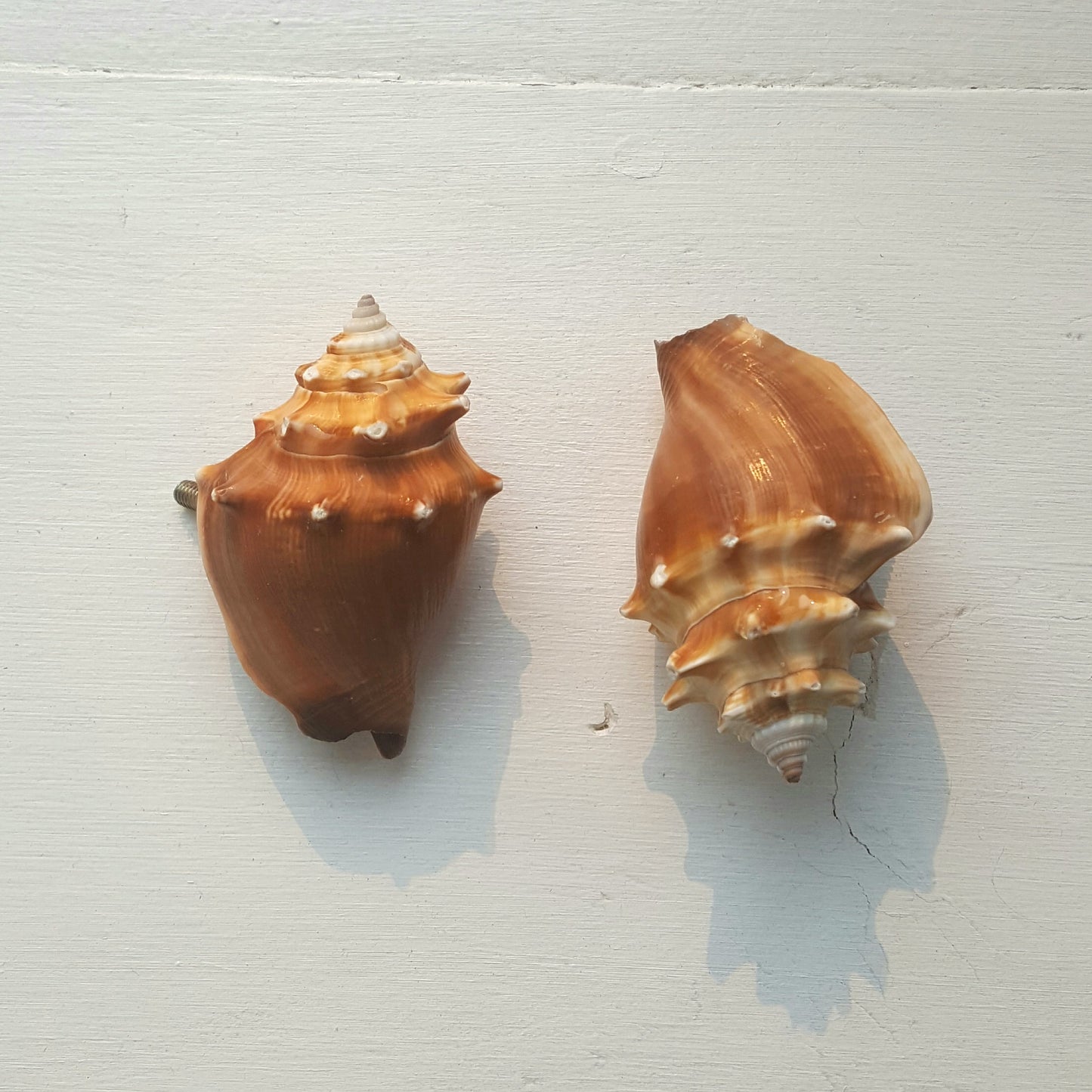 Shells Curtain Rod Finials-Decor-in2ition mercantile