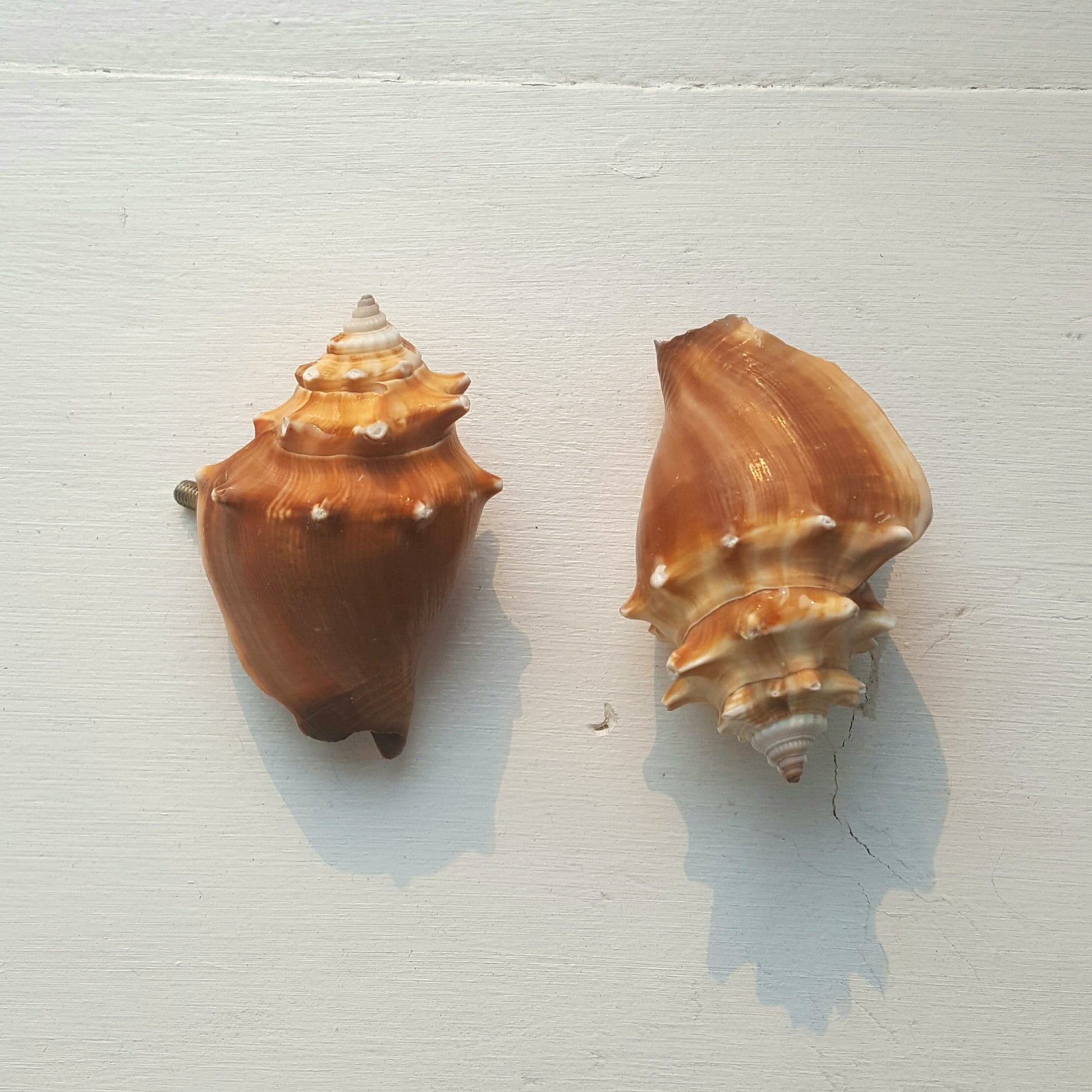 Shells Curtain Rod Finials-Decor-in2ition mercantile