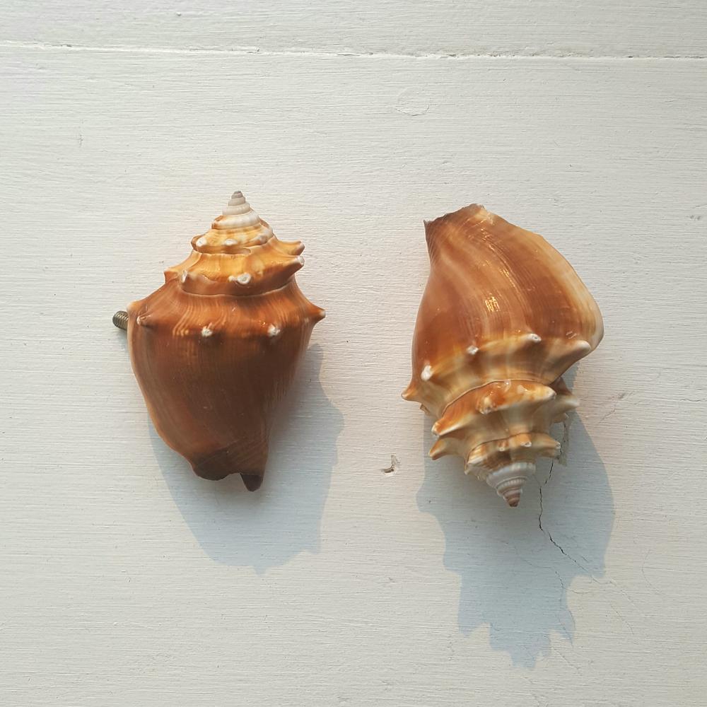 Shells Curtain Rod Finials-Decor-in2ition mercantile