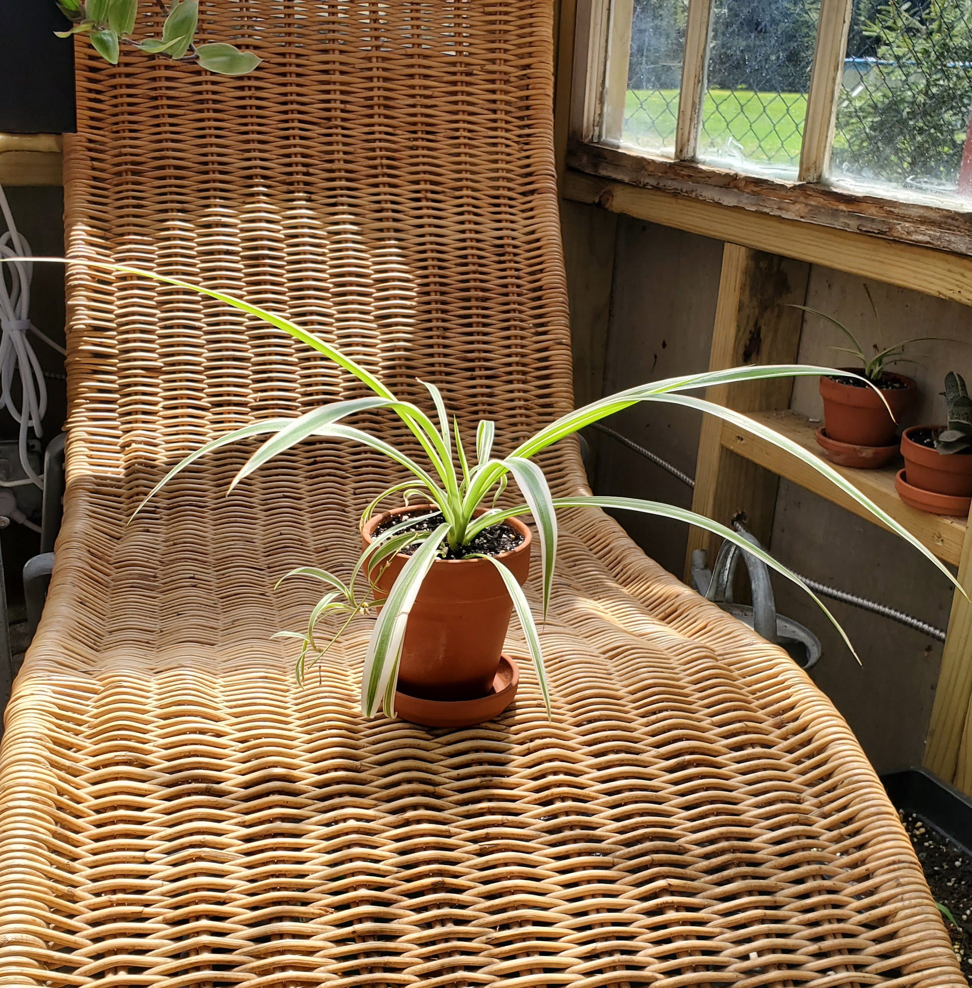 Spider Plant-Garden-in2ition mercantile