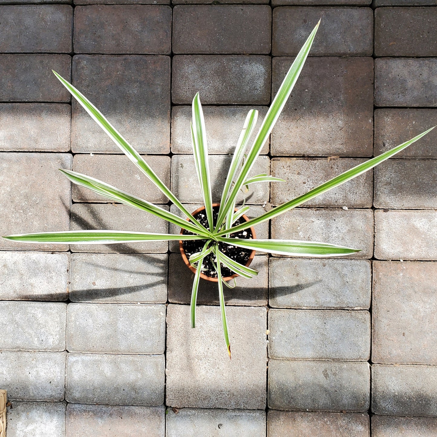 Spider Plant-Garden-in2ition mercantile