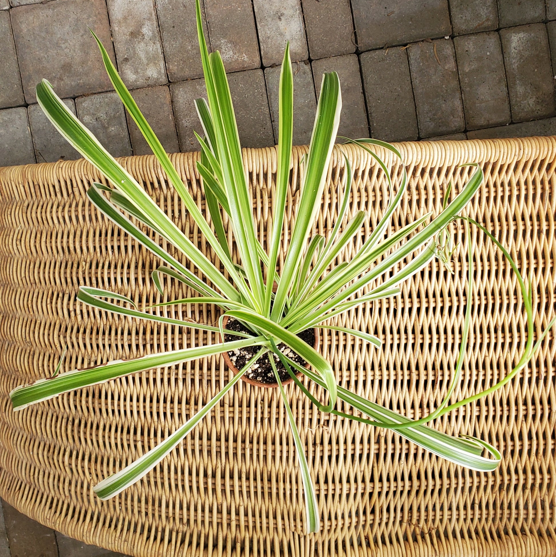 Spider Plant-Garden-in2ition mercantile