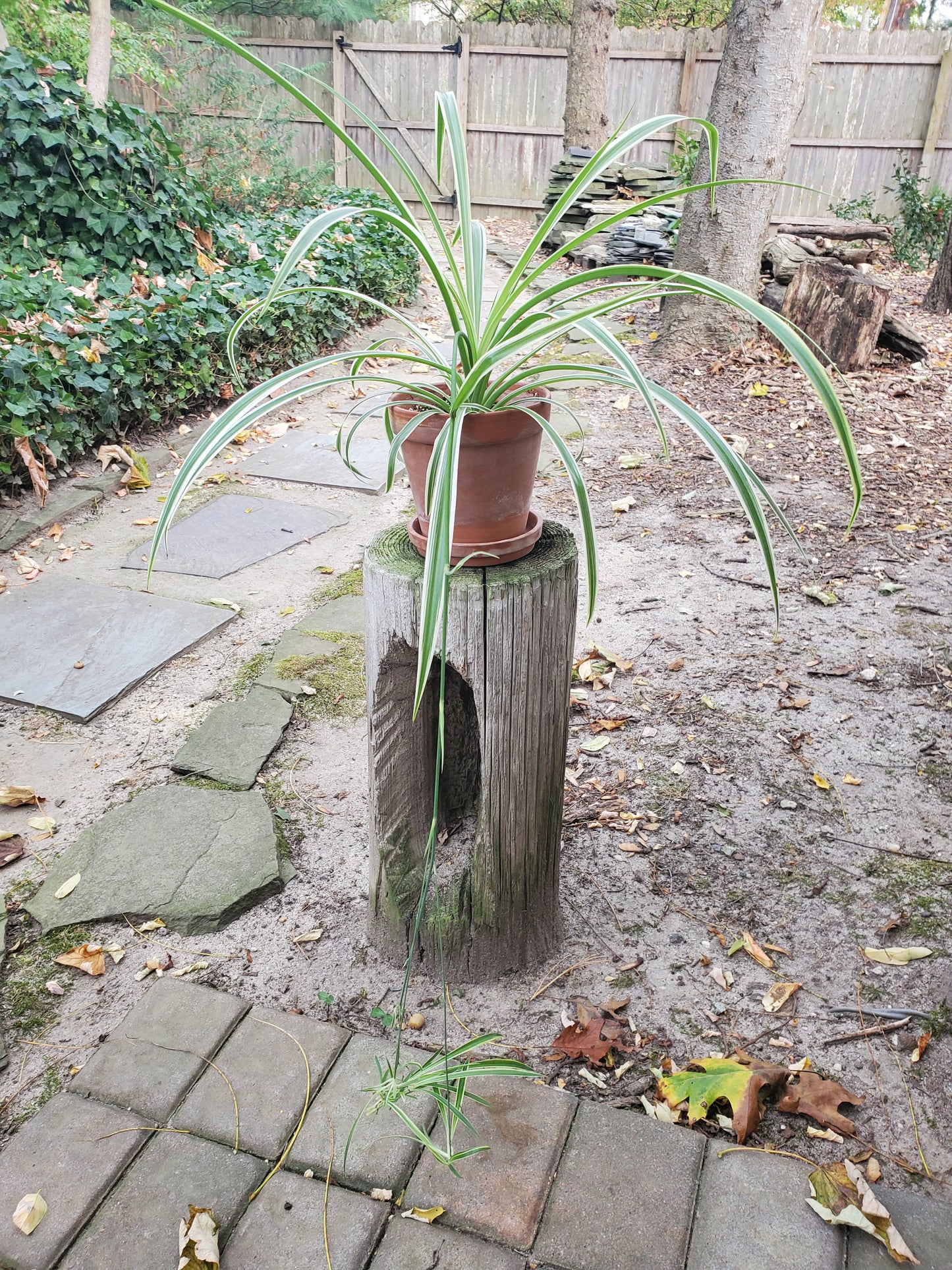 Spider Plant-Garden-in2ition mercantile