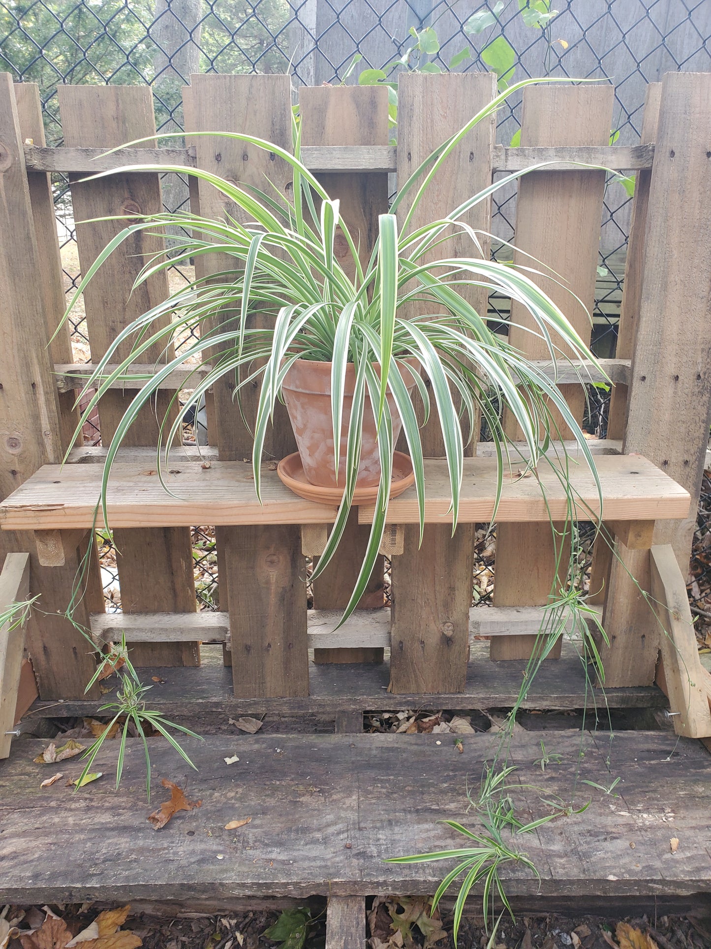 Spider Plant-Garden-in2ition mercantile