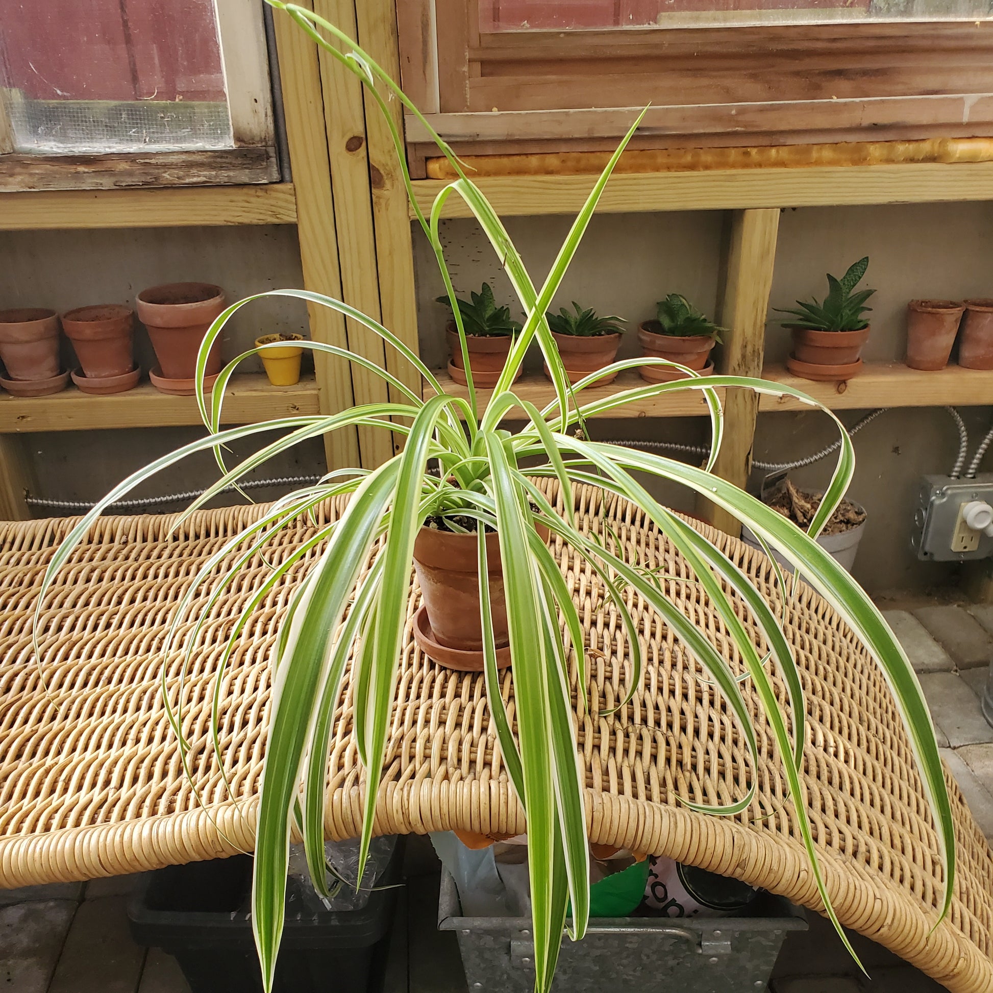 Spider Plant-Garden-in2ition mercantile