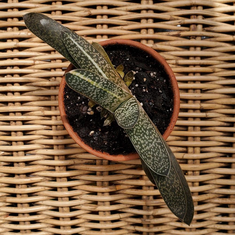 Cattle Tongue Plant