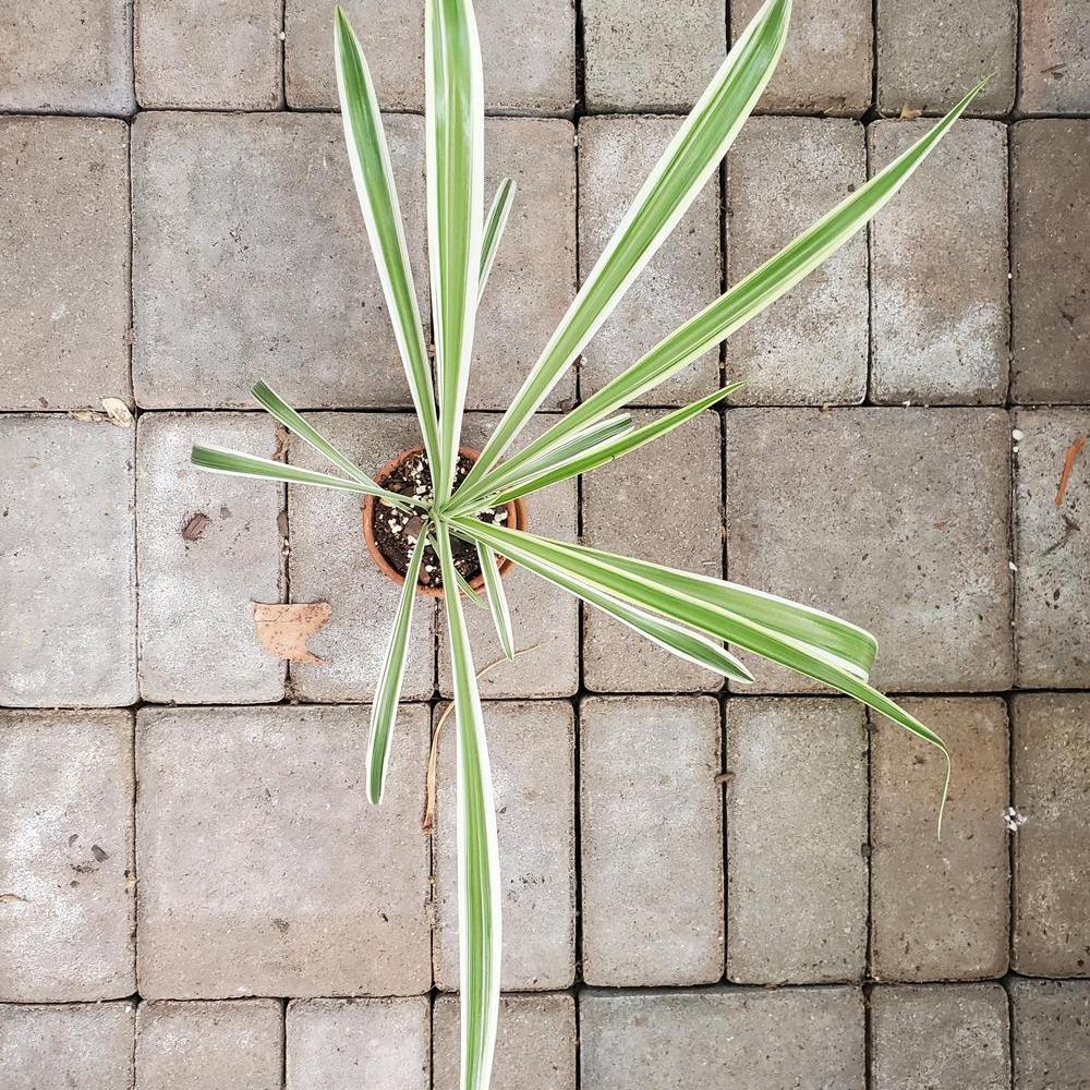 Spider Plant