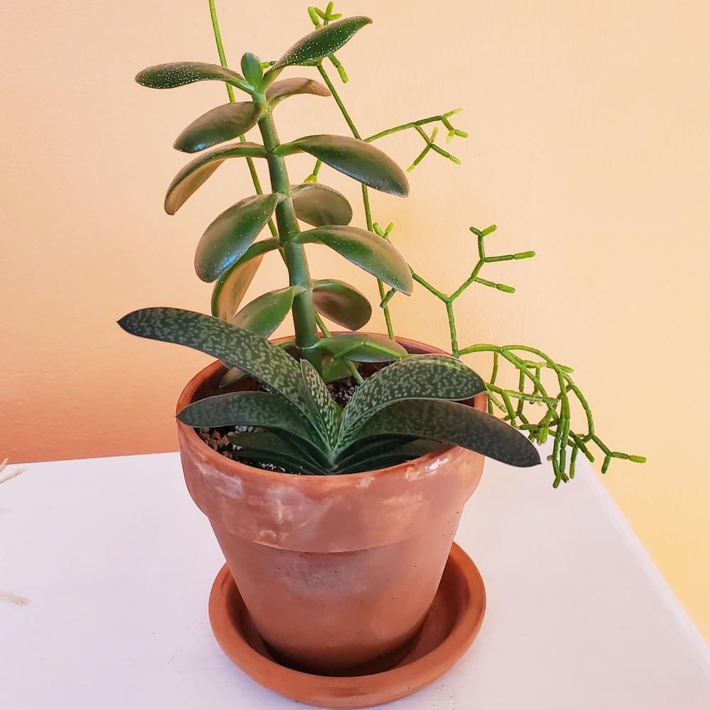 Jade, Cattle Tongue, Coral Cactus Plant