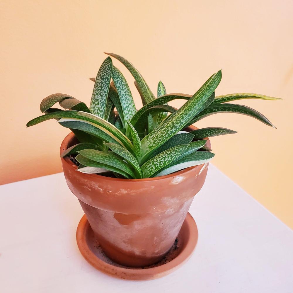 Cattle Tongue Plant