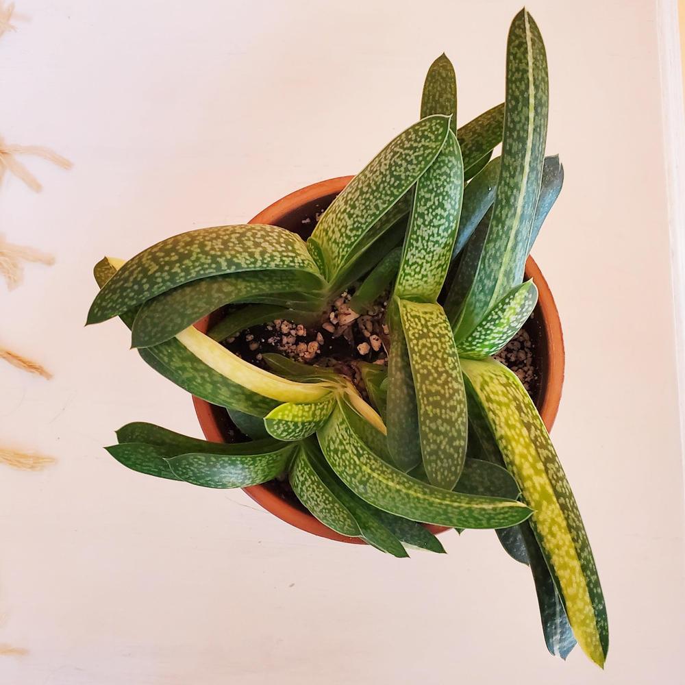 Cattle Tongue Plant
