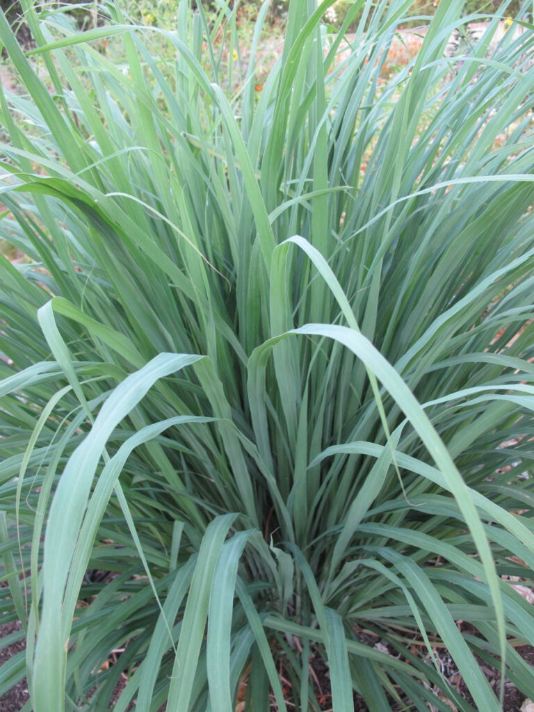 Essential Oil Spotlight: Citronella
