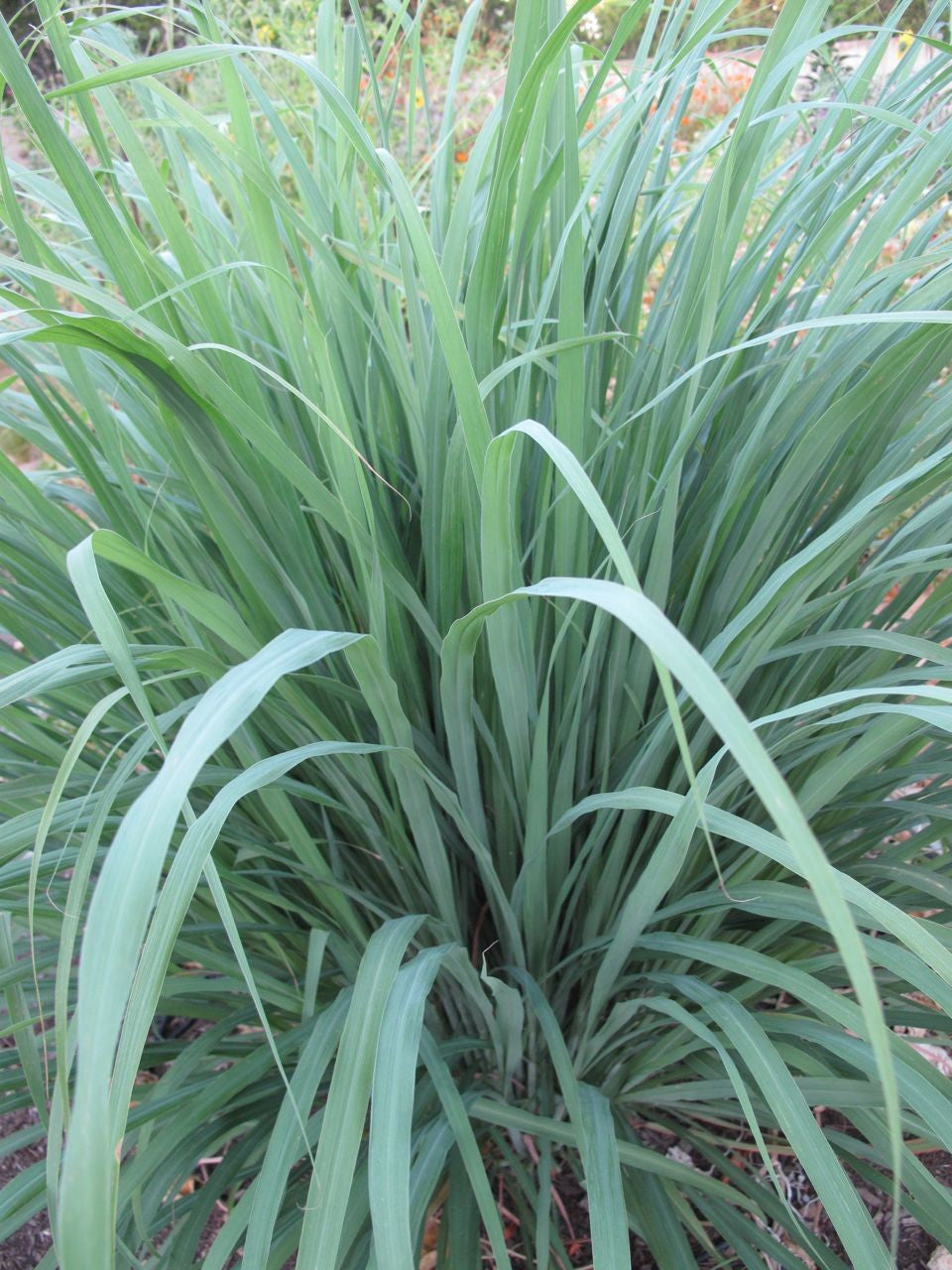 Essential Oil Spotlight: Citronella
