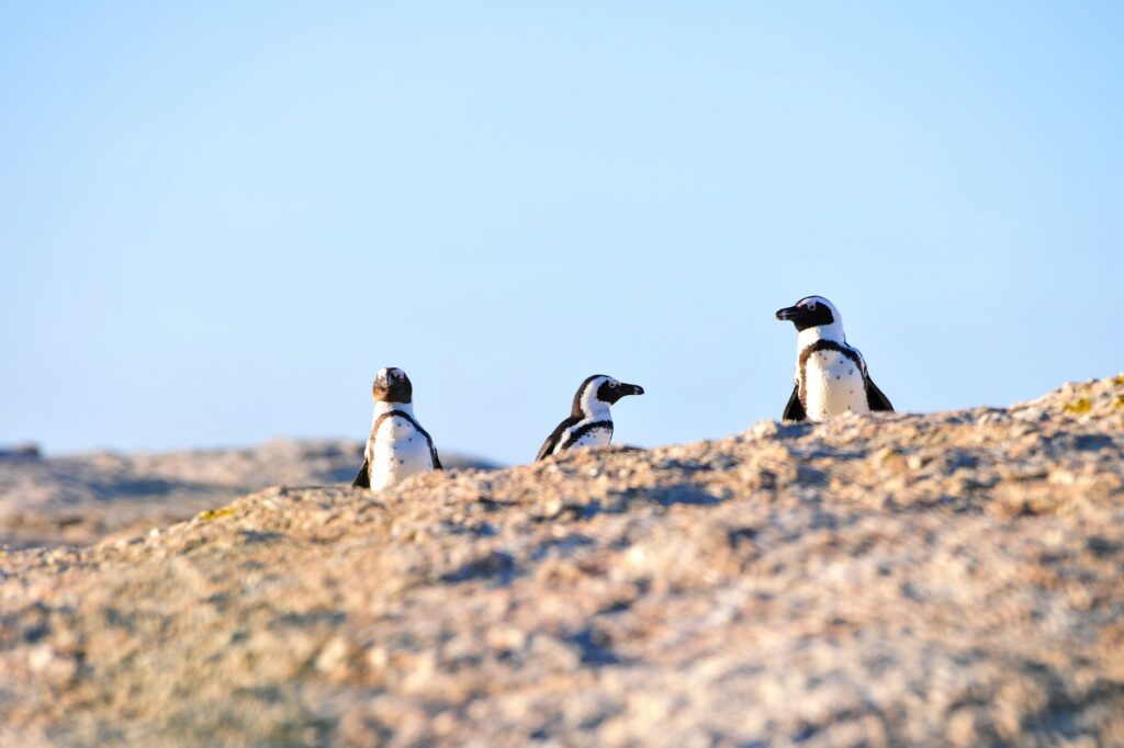 Penguin Guesties