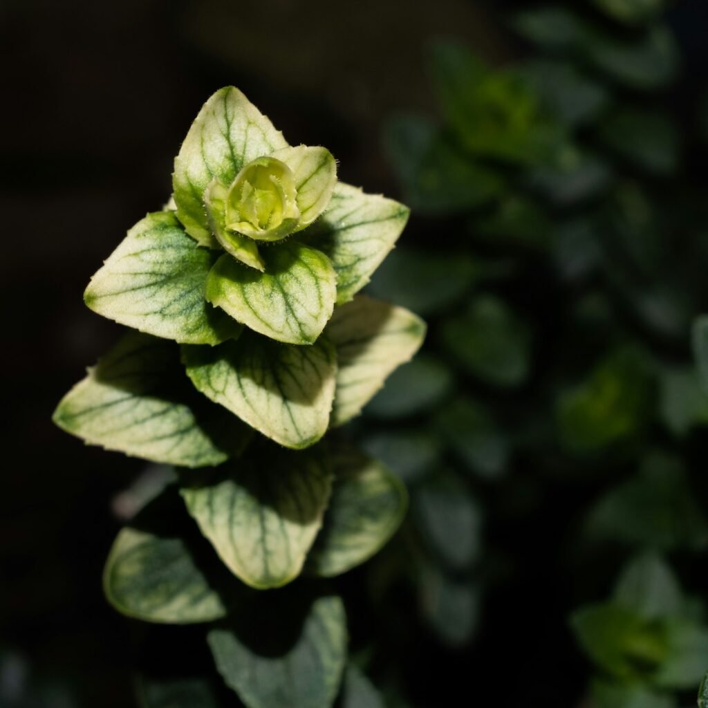 Oregano Essential Oil