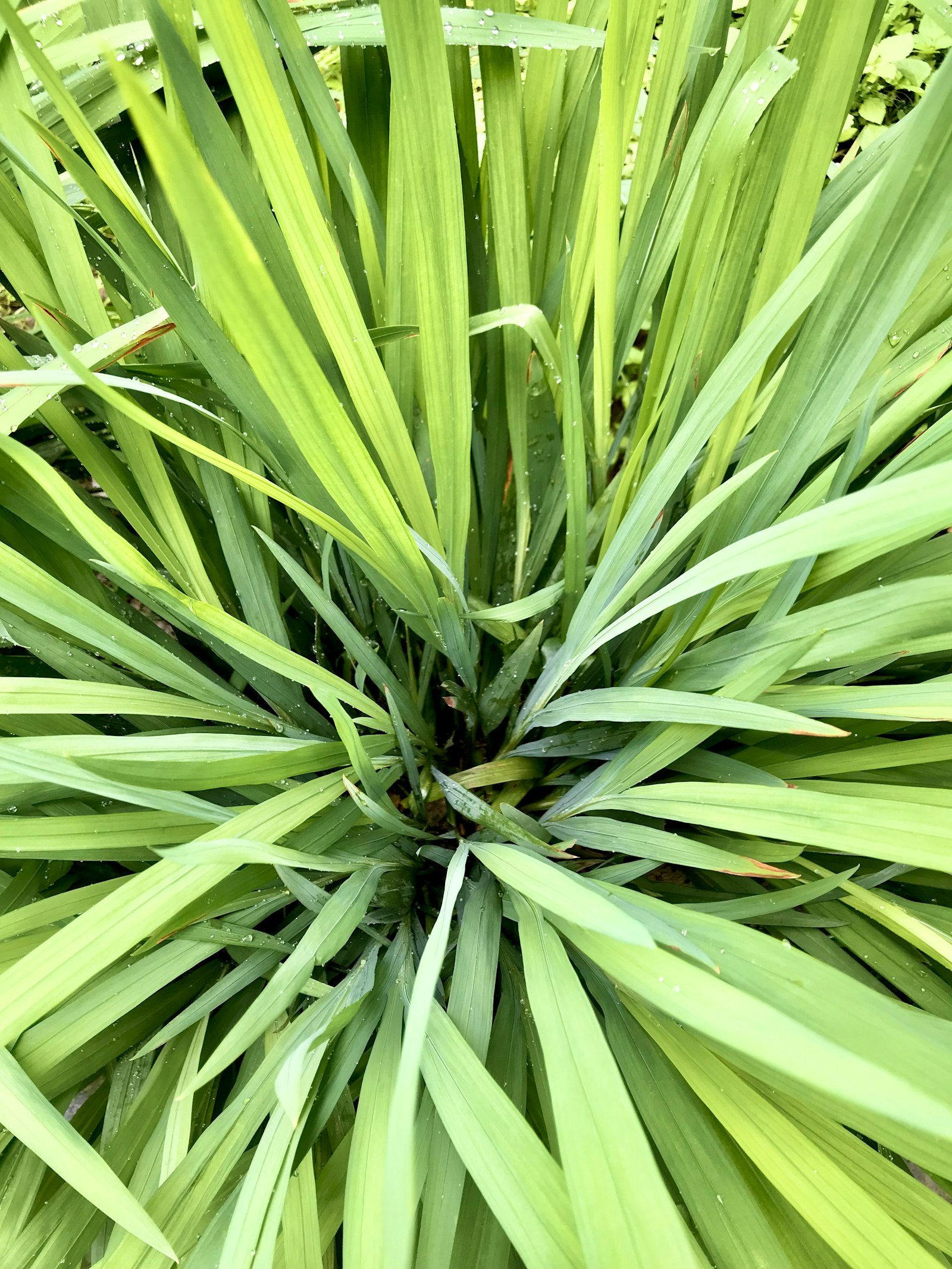 citronella plant