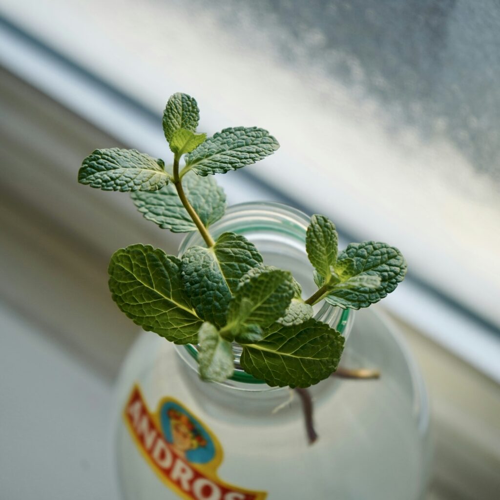 Mint Coco Mate