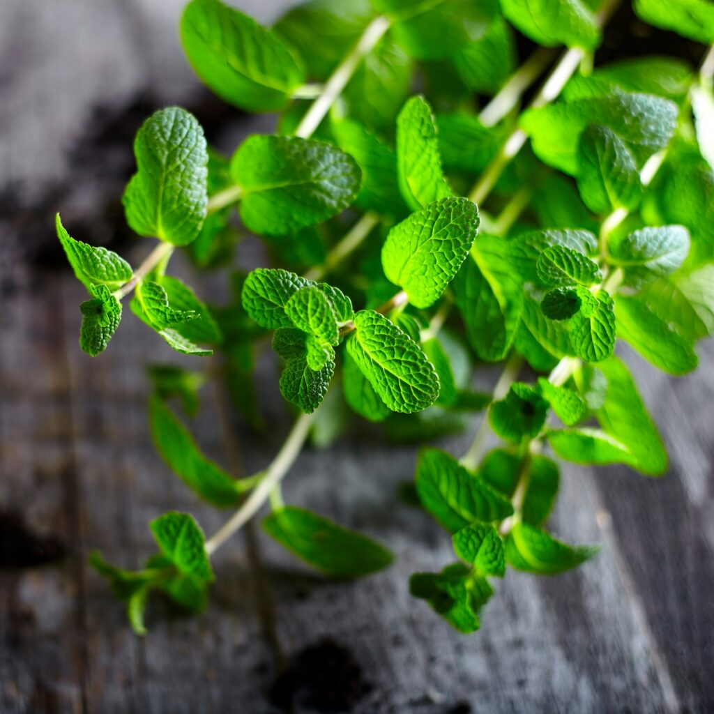 Oregano Vitality Oil