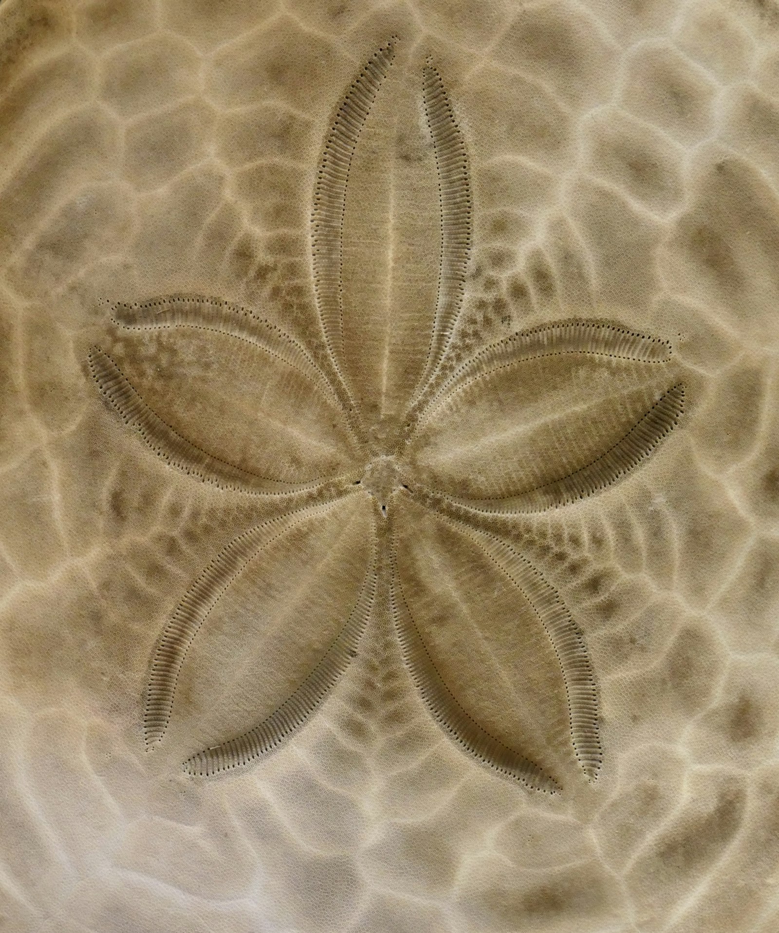 Starfish & Sandollar Bookmarks