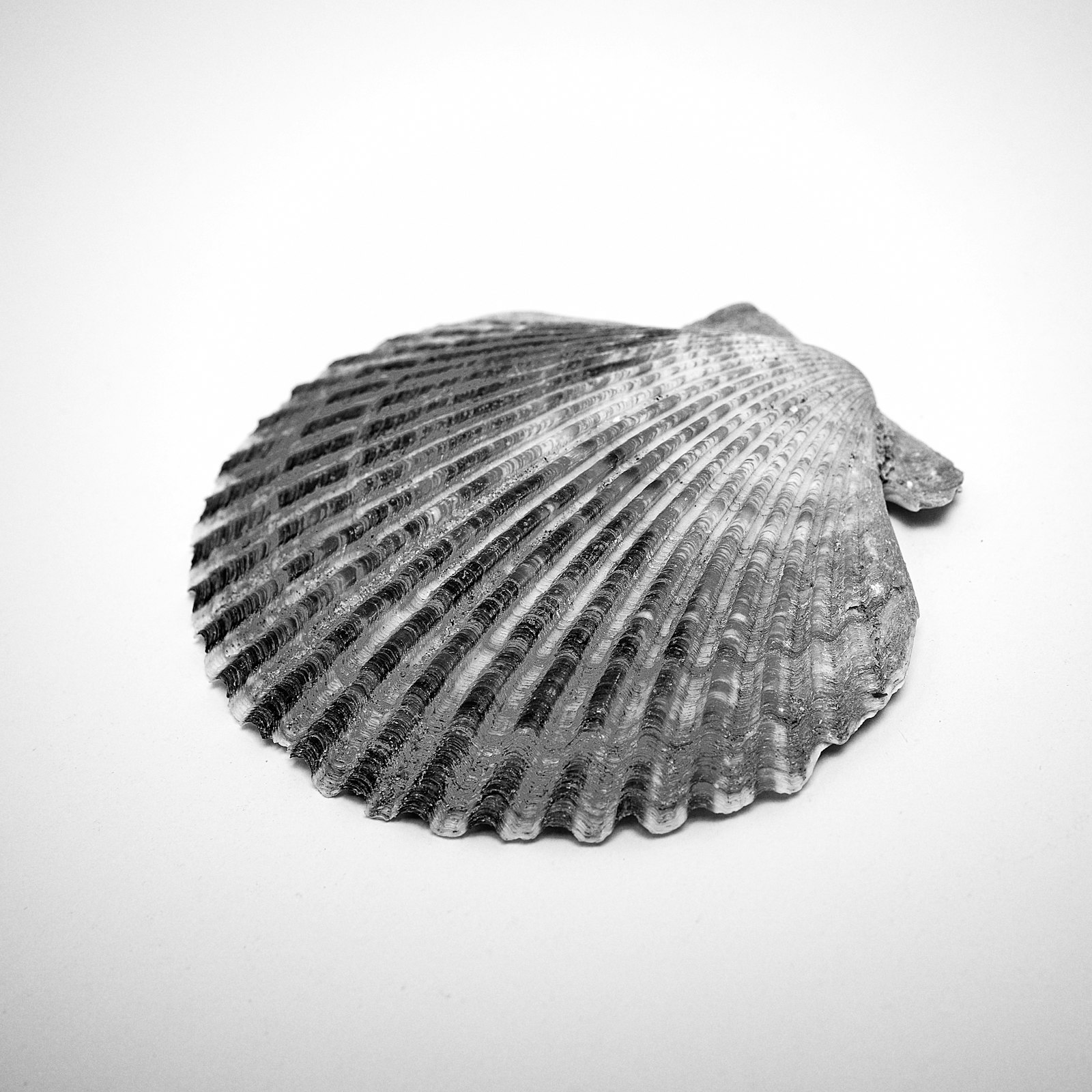 Seashell Holder