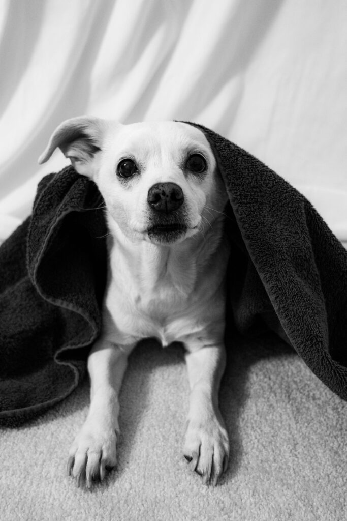 Rub A Dog Towel & Mitt Set
