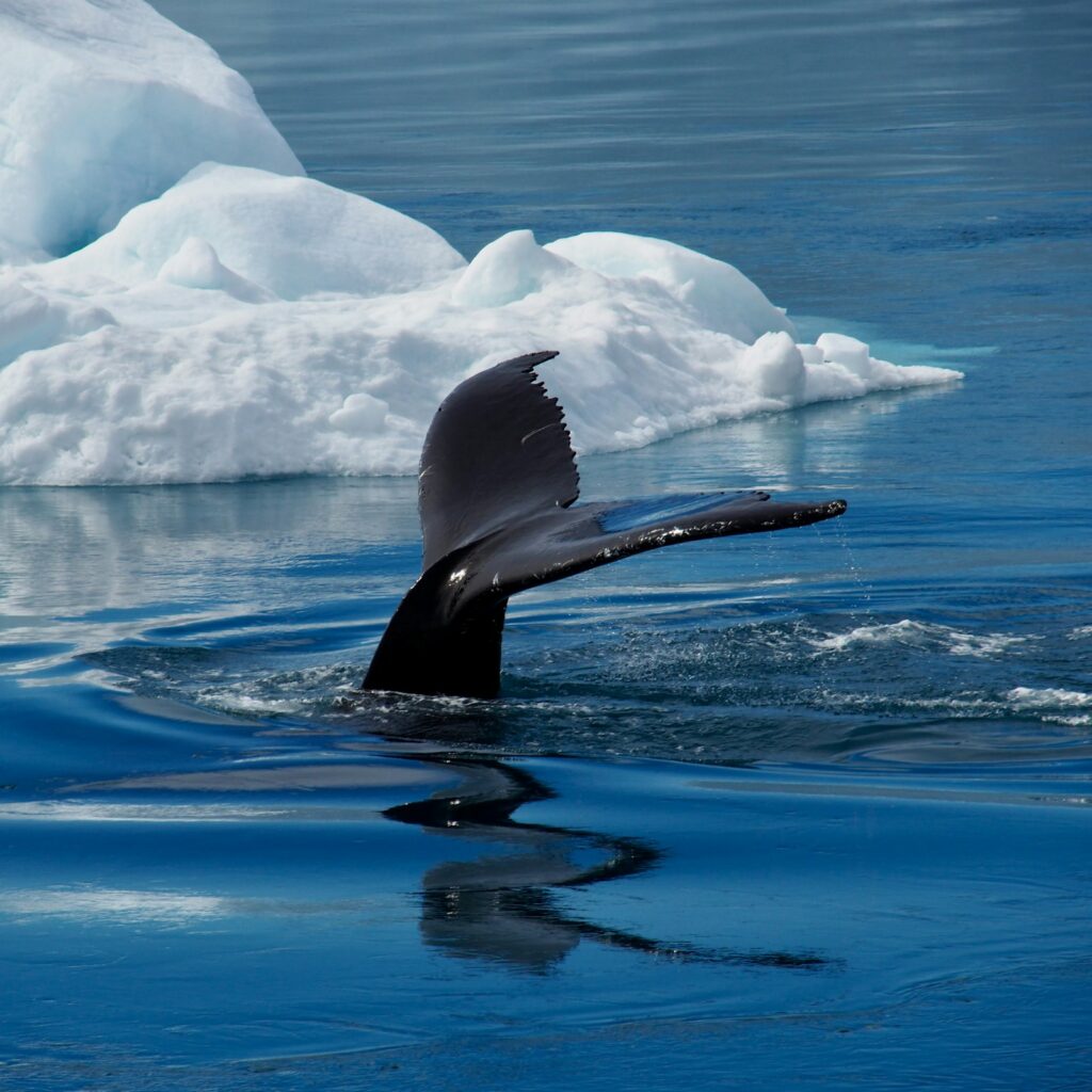 Whale Photo Block