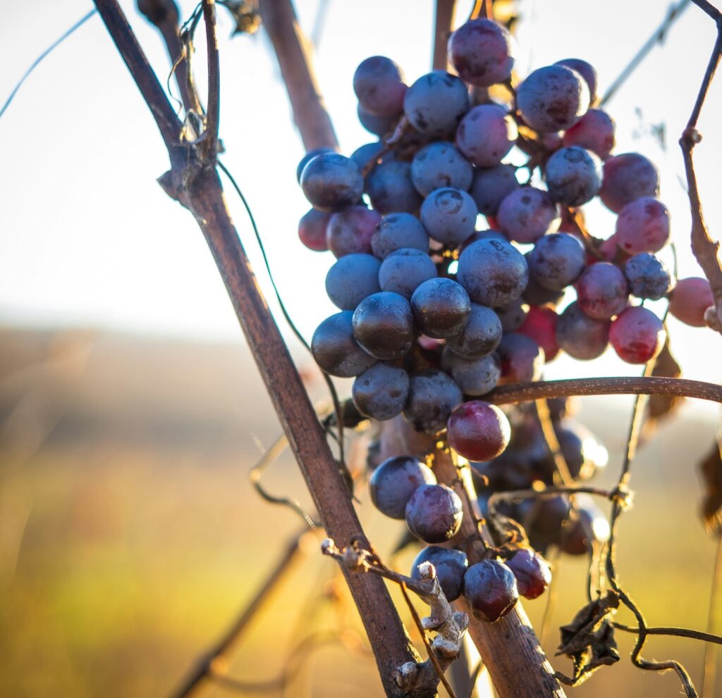Vinyard Wine Soap