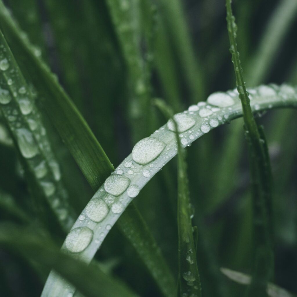 Citronella Outdoor Sticks